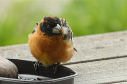 Grosbeak at jelly feeder.jpg